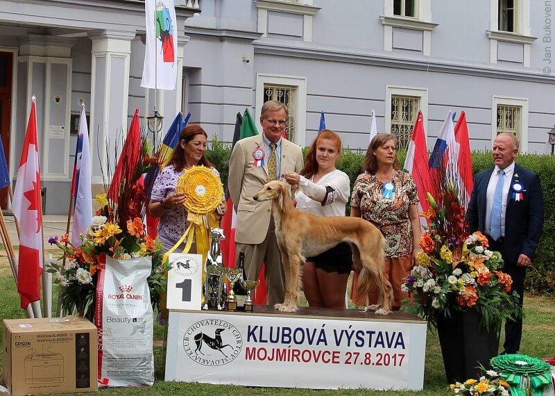 Best in Show saluki CASIAH AL-QUADAR