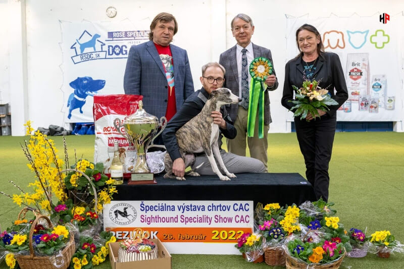 BIS Whippet SOBRESALTO SOBRESALTO LATTE MACCHIATO Sighthound Specialty show 26.2.2022