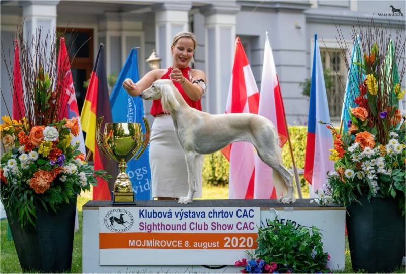 Supreme BIS saluki - ADELL LUMIJA