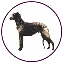 Deerhound (164)