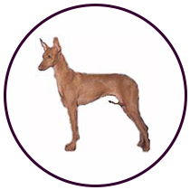 Cirneco Dell'etna (199)