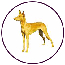 Pharaoh Hound (248)