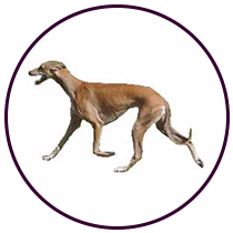Greyhound (158)