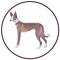 Podenco Ibicenco (89)