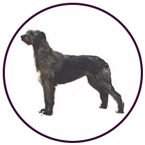 Irish Wolfhound (160)