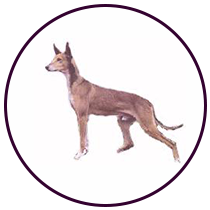 Podenco Canario (329)