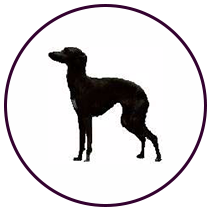 Piccolo Levriero Italiano (200)