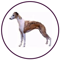 Whippet (162)