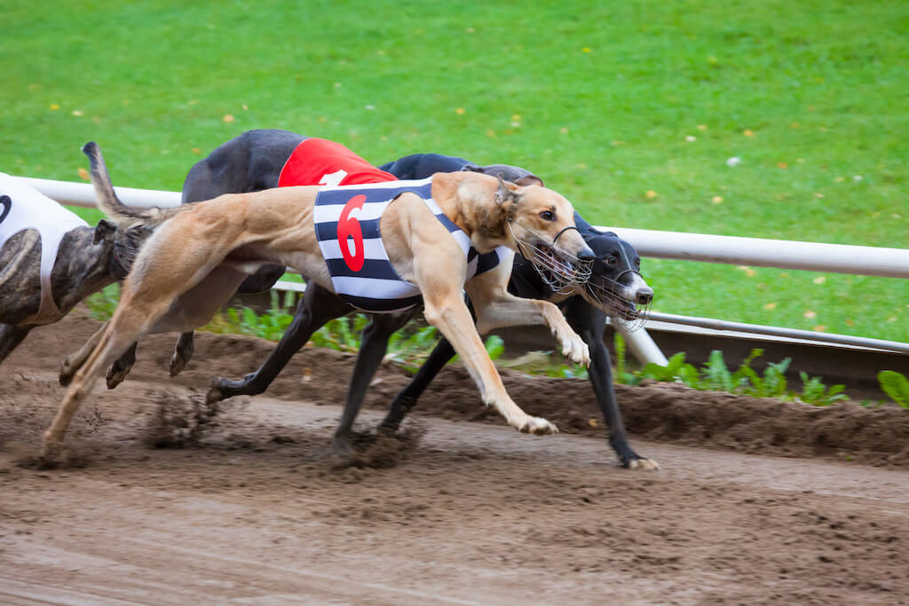 KEDY ZAČÍNA GREYHOUND BEHAŤ