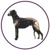 Deerhound